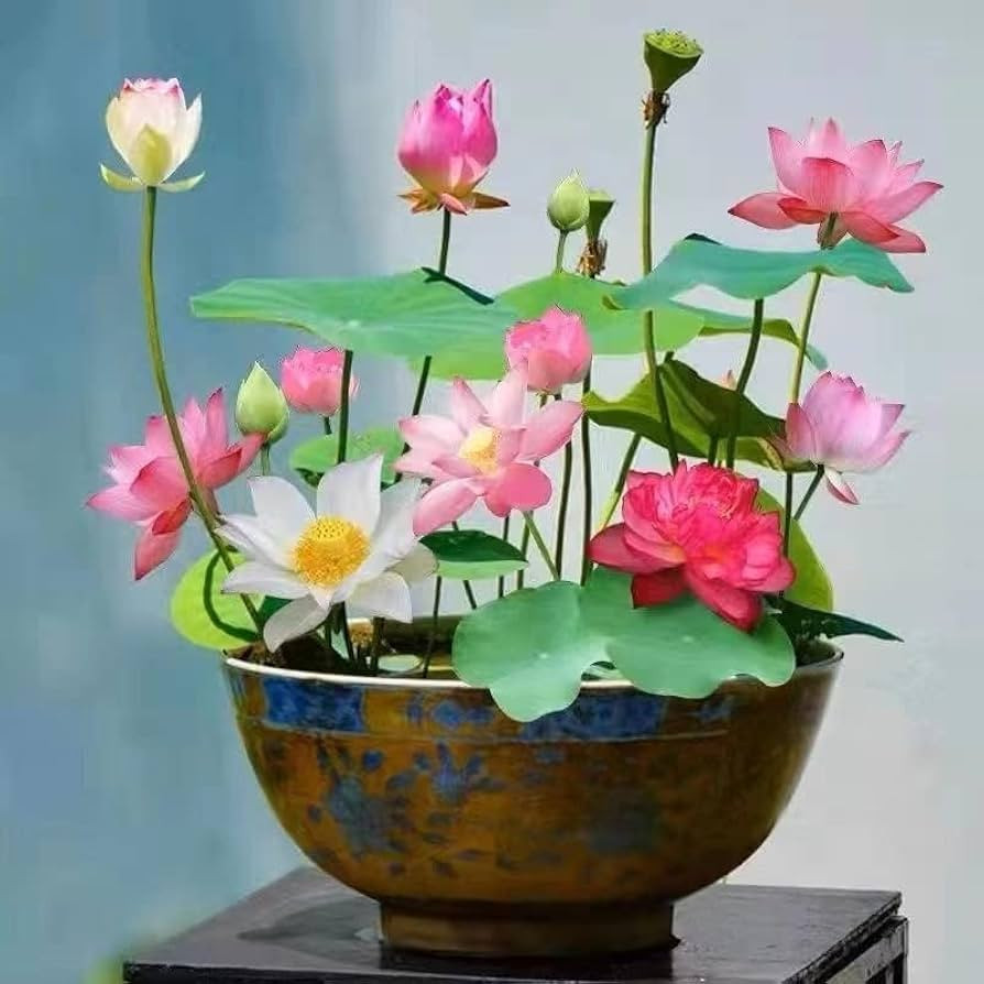 Lotus Seeds For Planting In Pots, High Germination 100gm